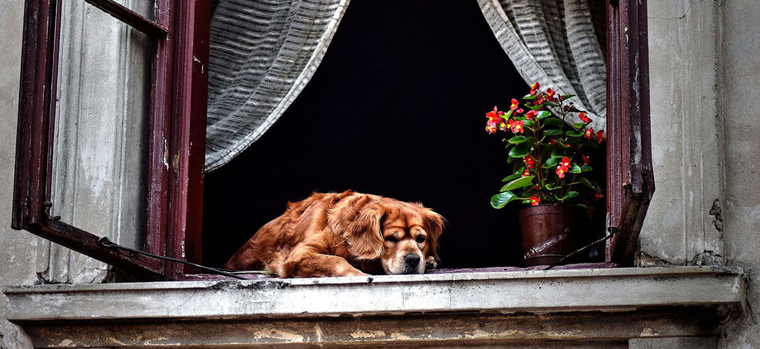 Den Hund zu Hause allein lassen Alleinsein beibringen