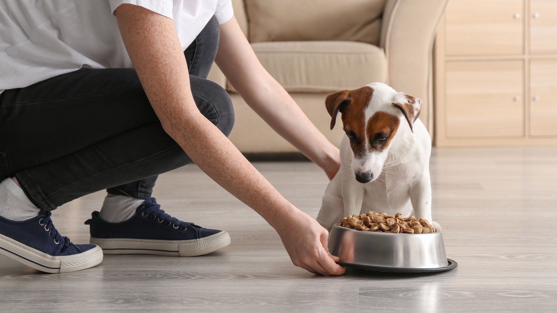 Mein Hund frisst nicht wie kann ich den Appetit anregen?