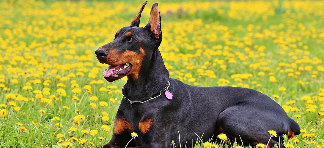 Hund Kupieren Ist Das Erlaubt Und Wann