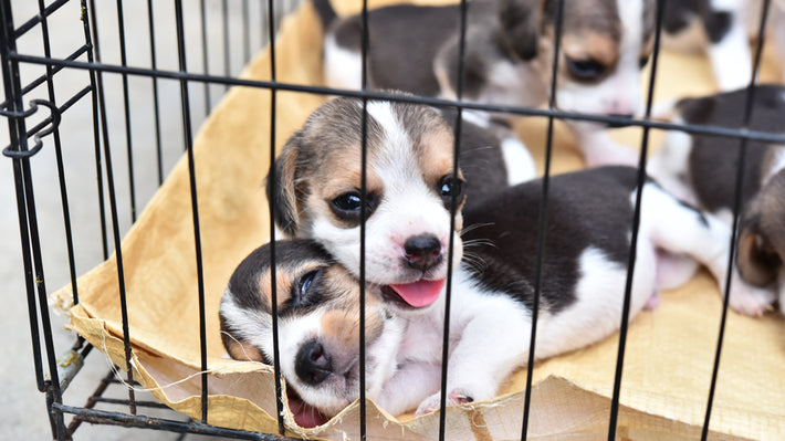 Smuk oxiderer salut Hunde kaufen ❤ Das solltest du auf jeden Fall wissen!