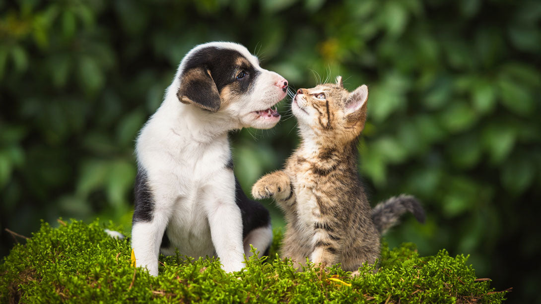 Katze an Hund gewöhnen Wie klappt das Zusammenführen?