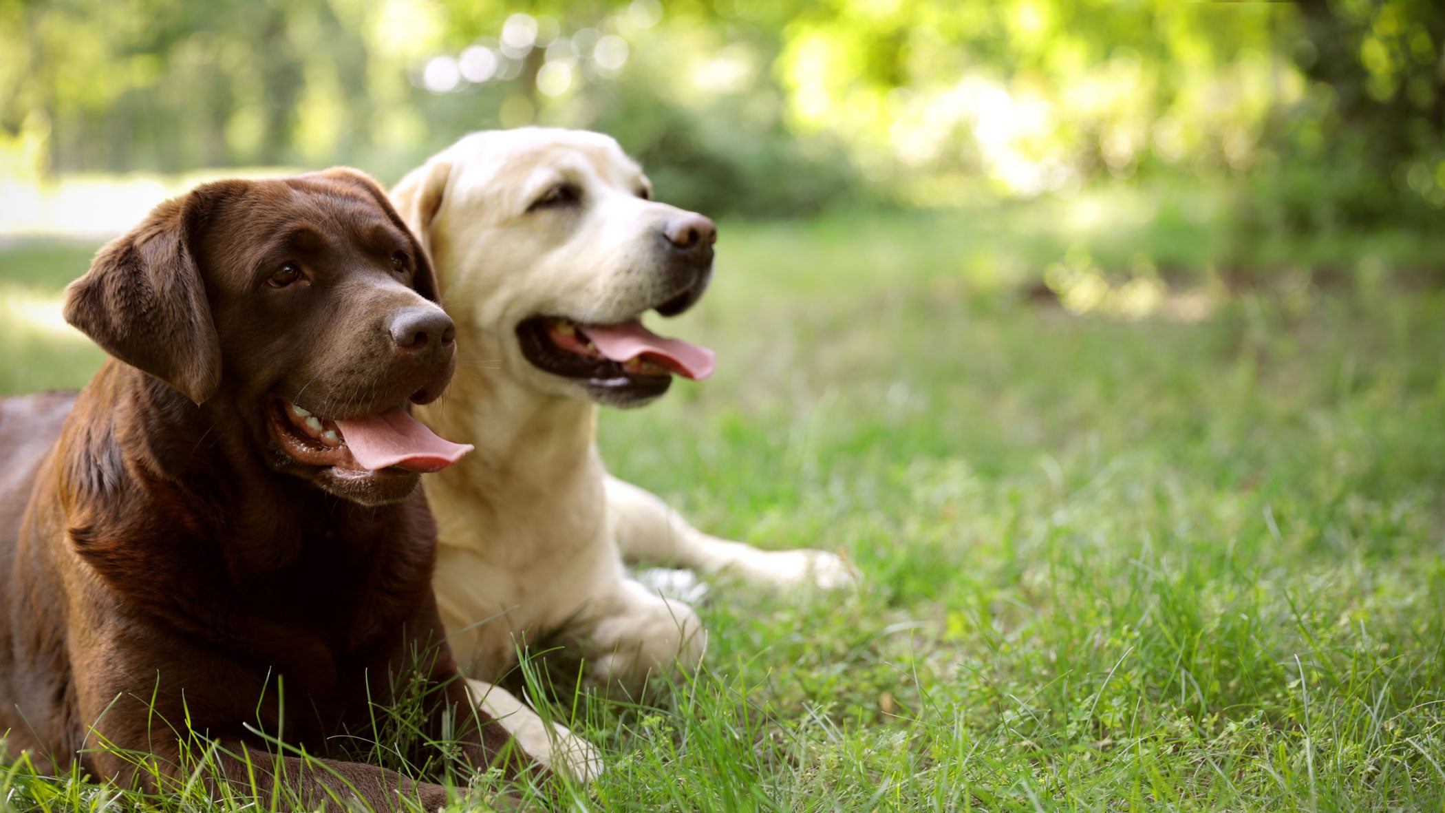 Kreuzbandriss bei Hunden Ist eine OP nötig und was kostet sie?