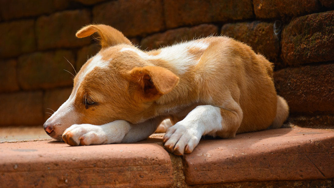 Leishmaniose beim Hund Übertragung, Vorbeugen, Behandlung