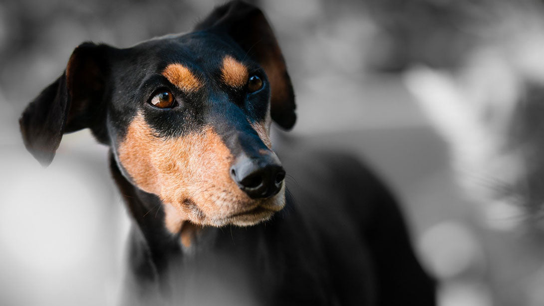 Netzhautablösung beim Hund