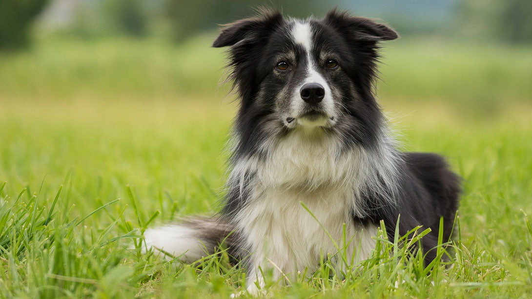 Nierenkrebs beim Hund Symptome und Lebenserwartung