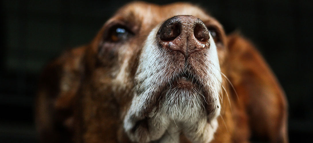 Staupe beim Hund Symptome, Spätfolgen und Vorbeugen