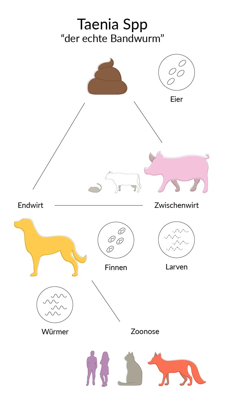 Lebenszyklus des echten Bandwurms