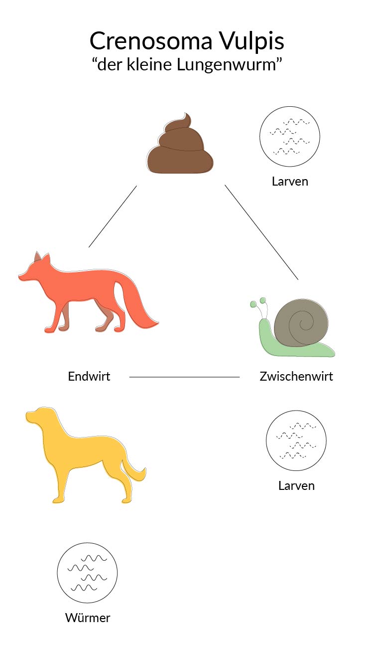 Würmer beim Hund Symptome, Ansteckung &amp; Wurmarten