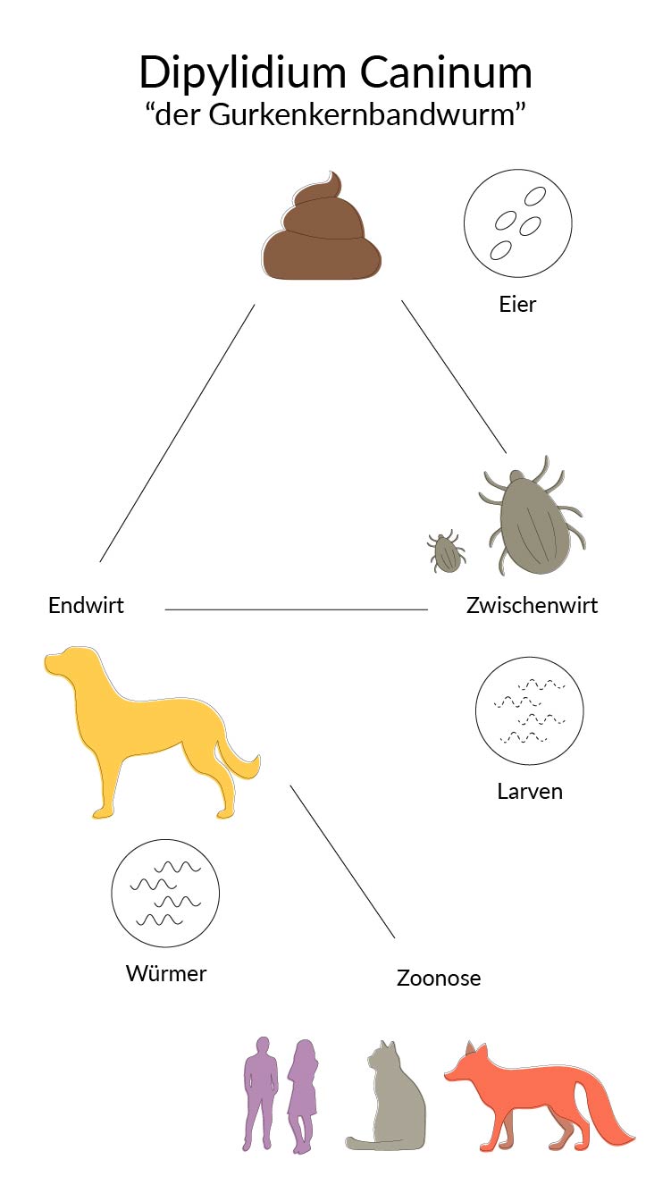 Lebenszyklus des Gurkenbandwurms