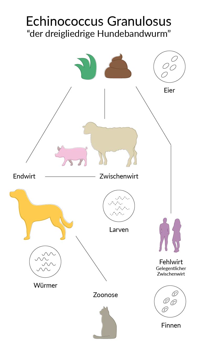 Lebenszyklus des dreigliedrigen Hundebandwurms