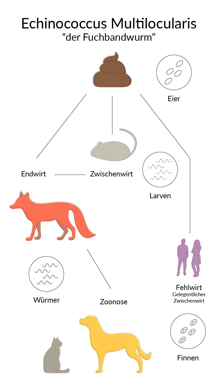 Lebenszyklus des Fuchsbandwurms