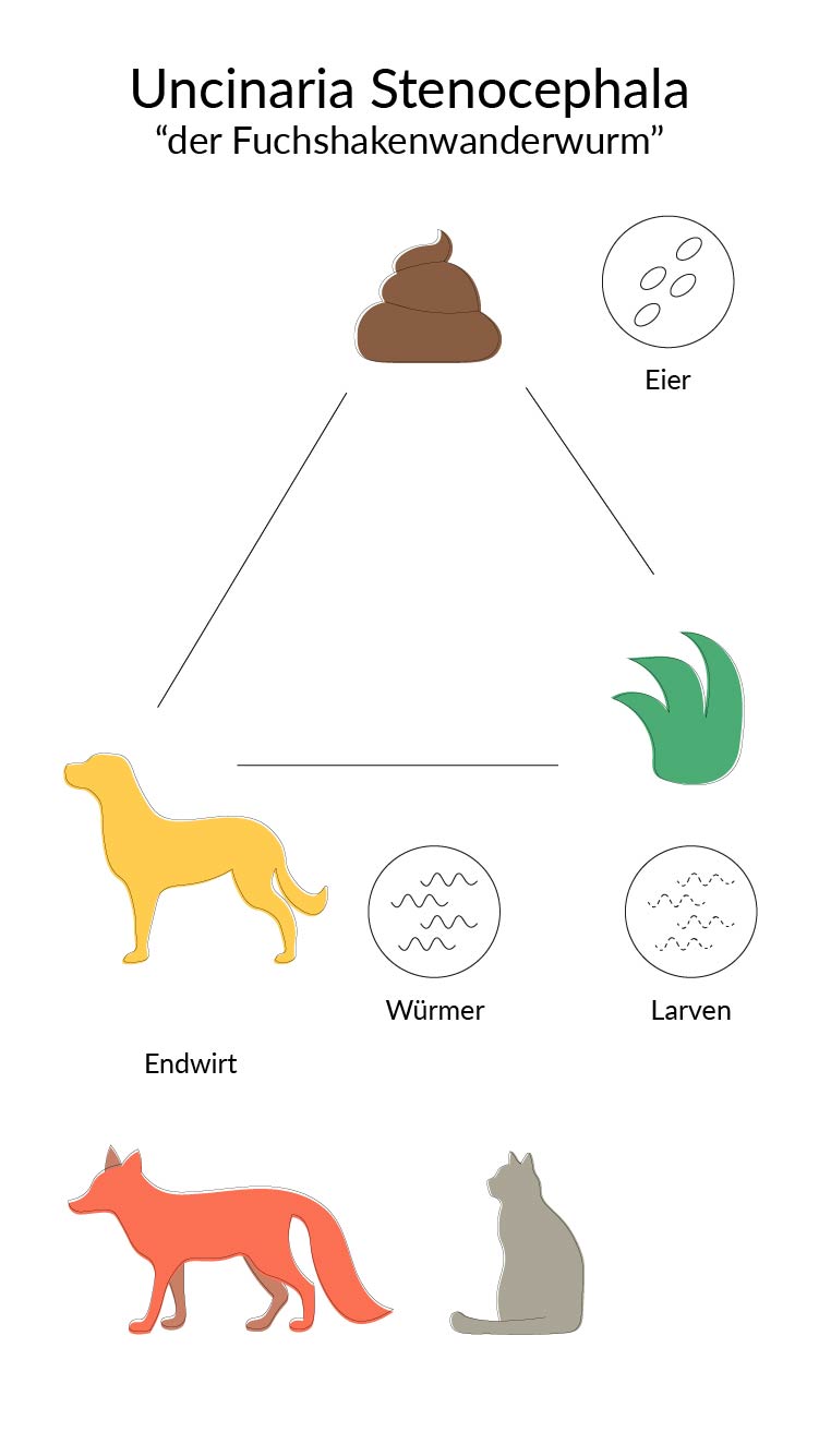 Lebenszyklus des Fuchshakenwanderwurms