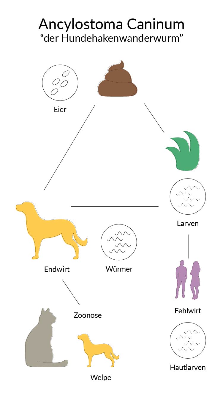 Lebenszyklus des Hundehakenwanderwurms