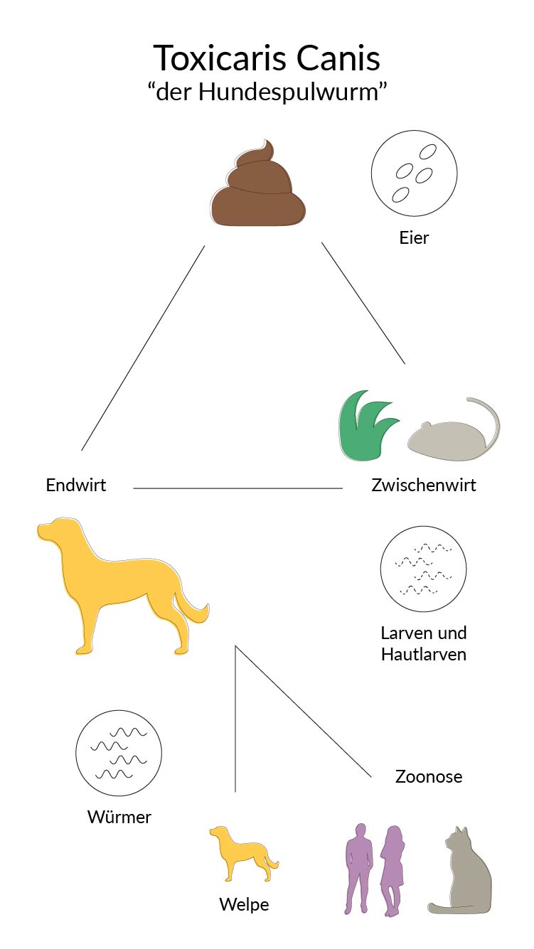 Lebenszyklus des Hundespulwurms