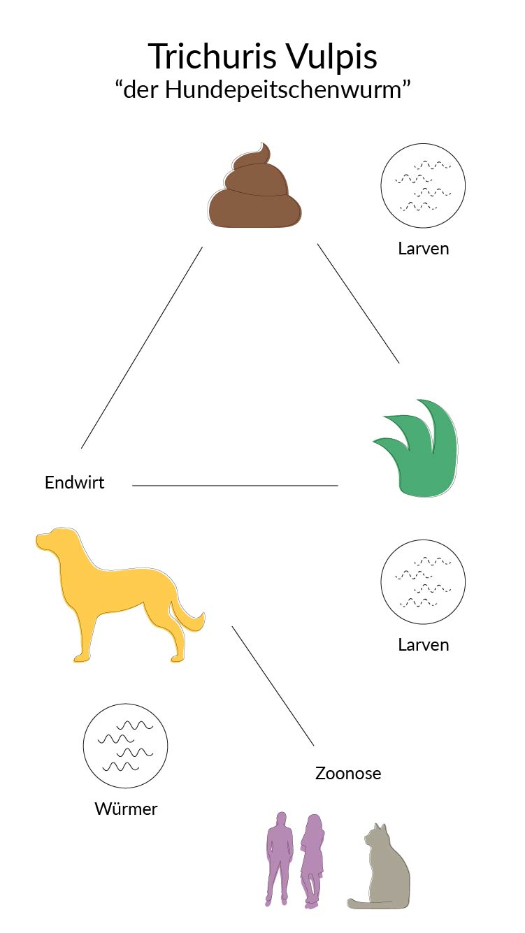 Lebenszyklus des Hundepeitschenwurms