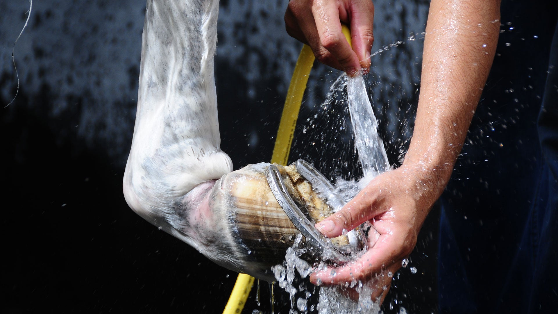 Pferdehuf mit reichlich Wasser waschen