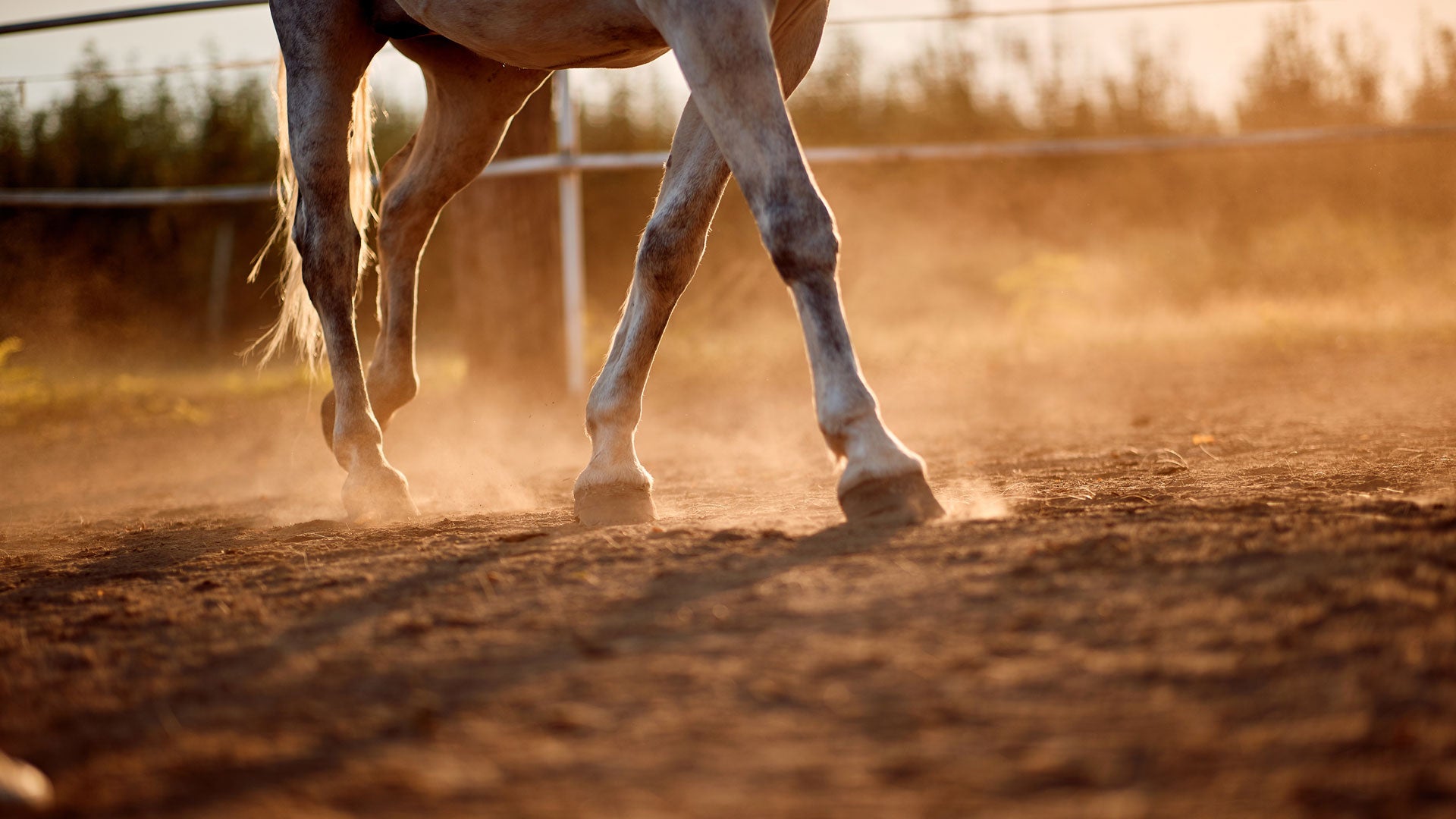 Bewegt sich dein Pferd viel, hilft dies der Hufpflege