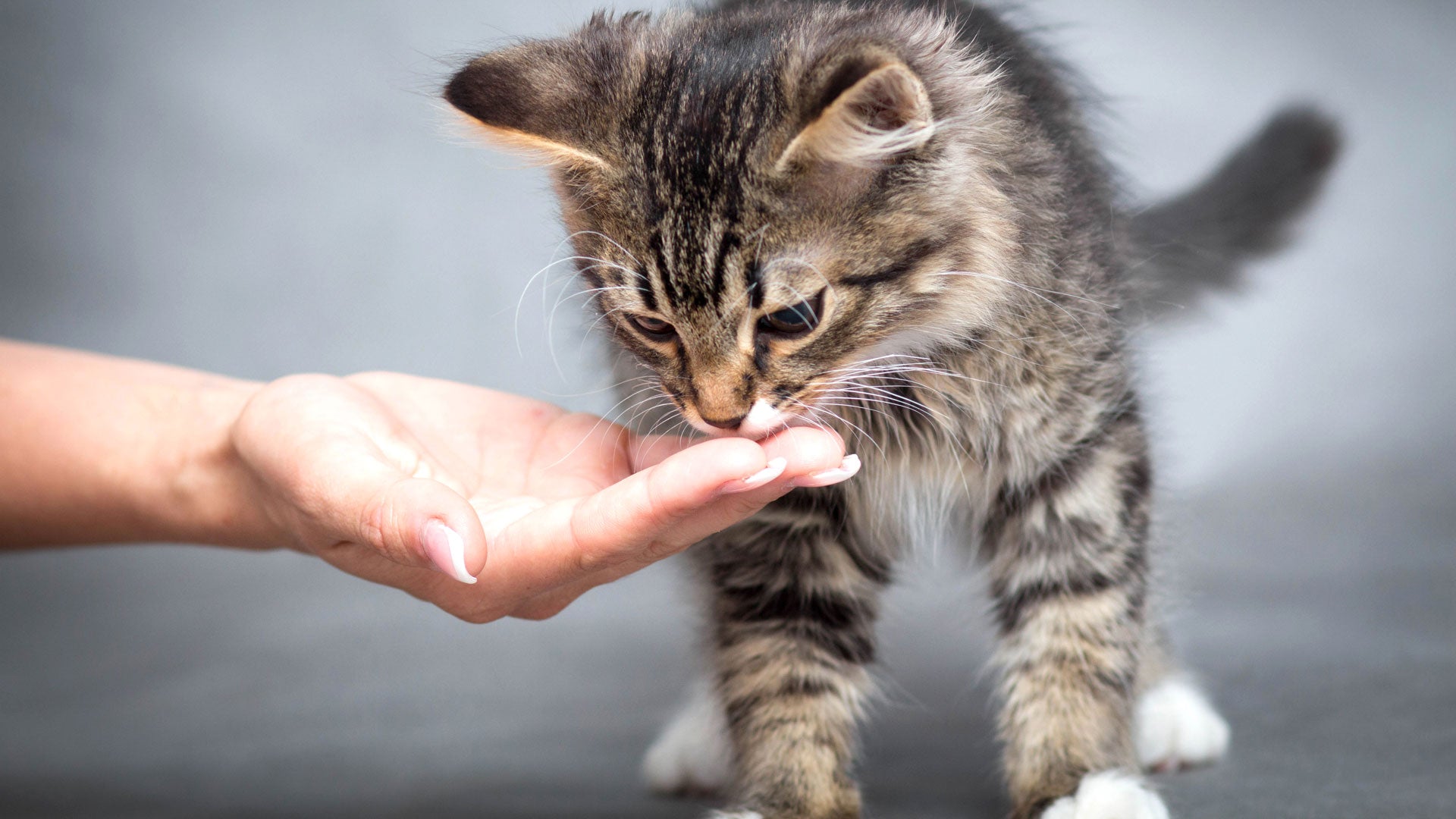 Katze aus der Hand füttern