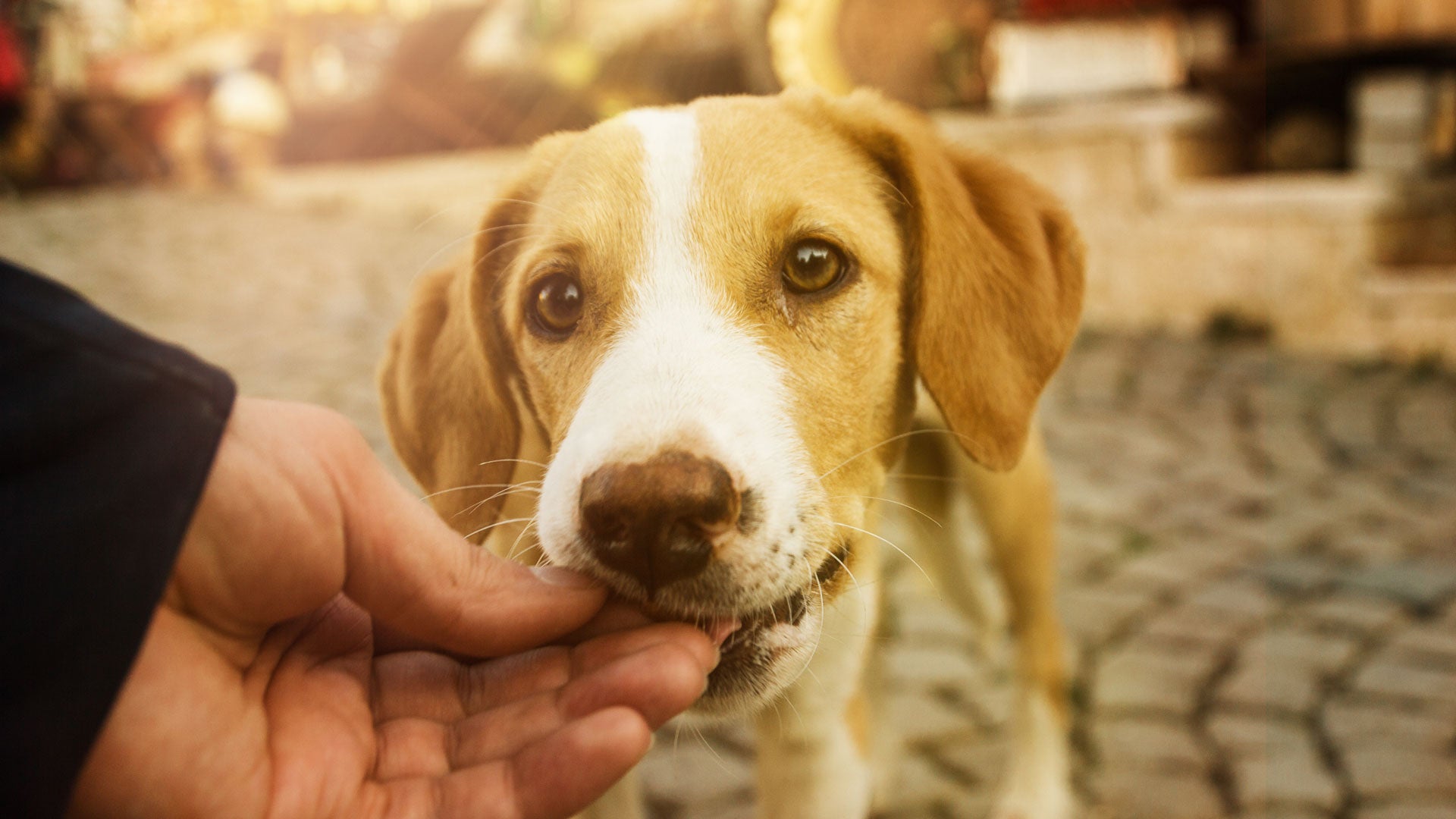 Hund verweigert Futter, frisst aber Leckerlis