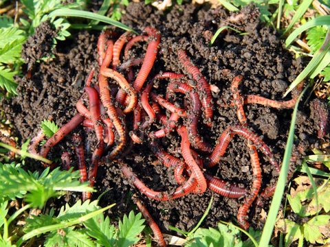 Red Wigglers Composting Worms. Better Healthier Garden with Red Wiggler Composting Worms.