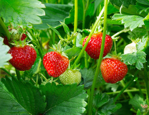 Everbearing Strawberry Plants For Sale!! Where To Buy Everbearing Strawberry plants Near Me. Buy Best!!