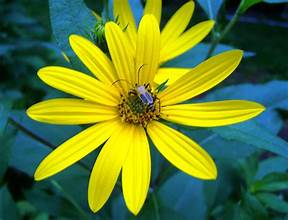 Sunchokes  aso called Jerusalem Artichokes . Easy to plant in your garden or plan Sunchokes in Grow Greener Grow Bags