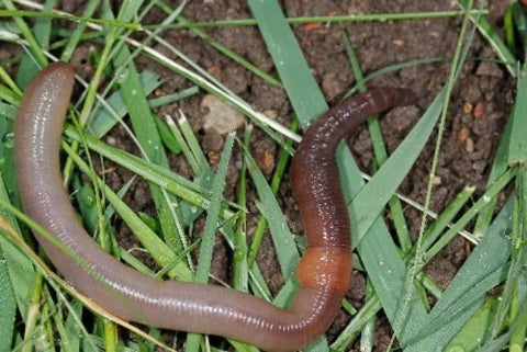 Red Wiggler Composting Gardening  Worms Where To Buy Near Me