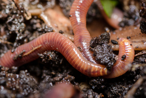 Red Wiggler Worms work hard keeping your garden healthy.  They till the soil. Add bacteria to the compost to help break  it down so plants can eat it. Eat bad fungi and pooh and add  compost to your compost. Buy Red Wigglers and let them do  the gardening work for you.