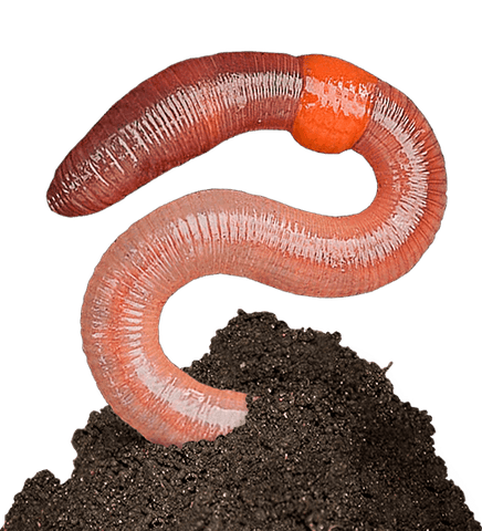 Red Wiggler Garden Worms Where To Buy Best Near Me.