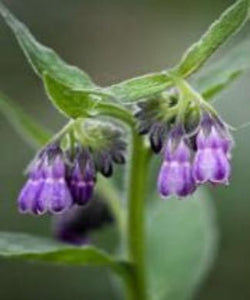 comfrey plant roots