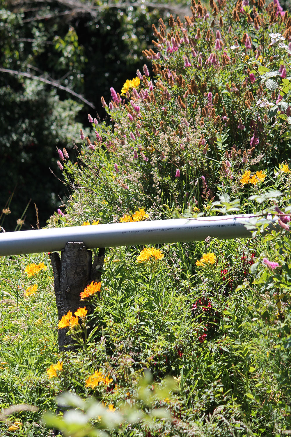 flowers-field