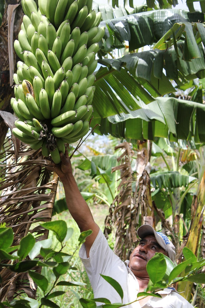 Proud farmer with bananas, from Fruit Tree Restoration Project