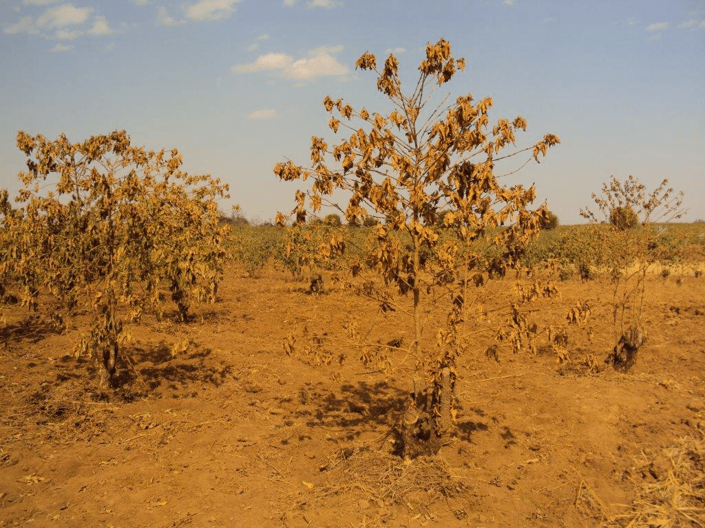 Climate change is not in doubt in Kenya, where massive droughts have decimated some coffee areas.