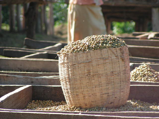 Green Beans drying