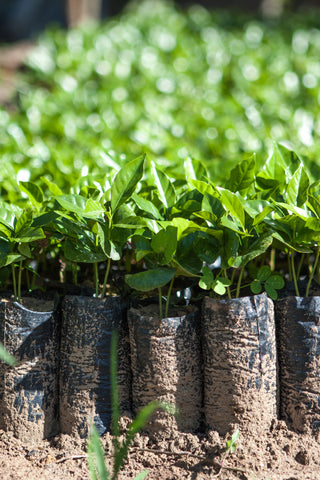 Seedlings for one of our reforestation projects