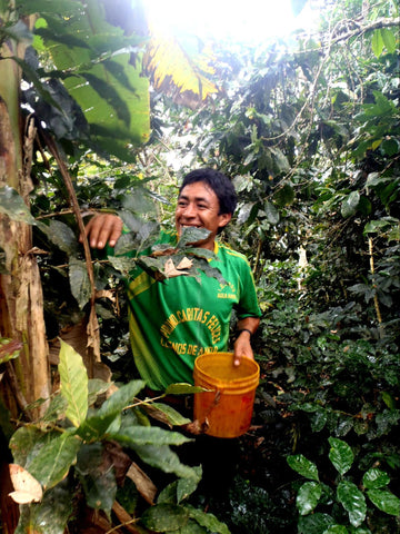 A smiling farmer picking coffee cherries