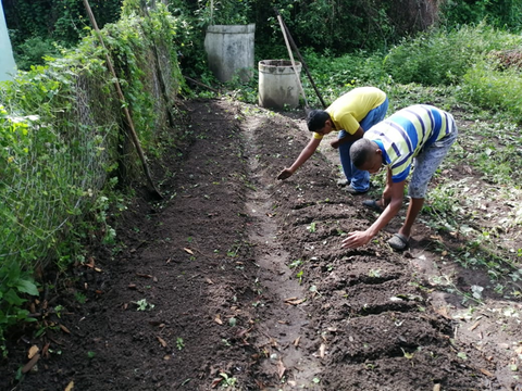 Colombian farmers planting seedlings