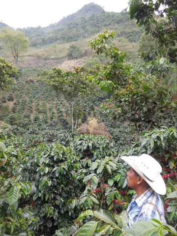 A Mexican farmer among his coffee trees