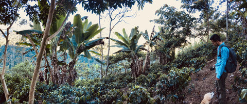 Guatemalan shade grown coffee farm