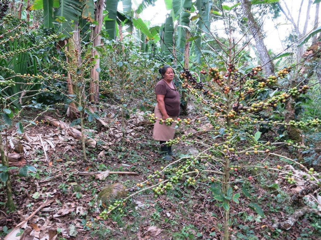 Rising temperatures and unpredictable rainfall enable the spread of coffee leaf rust (Roya) which has been decimating crops.
