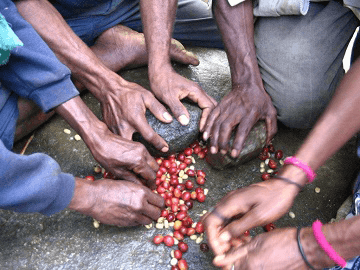 HULLING BEANS BY HAND IN PAPUA NEW GUINEA