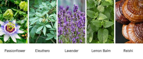 Image of passionflower, eleuthero, lavender, lemon balm and reishi