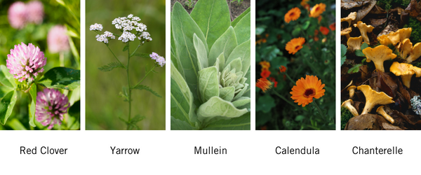 summer herbs to forage; red clover, yarrow, mullein, calendula flower and chanterelle mushrooms