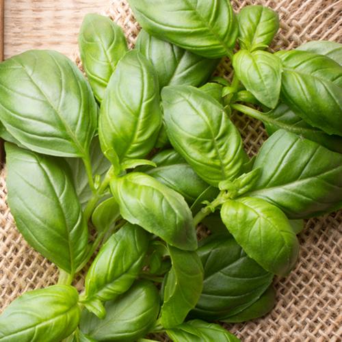 Basil White Balsamic Vinegar
