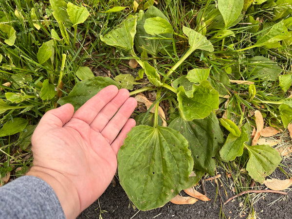 broadleaf plantain