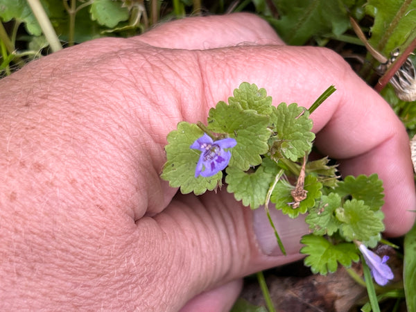 henbit