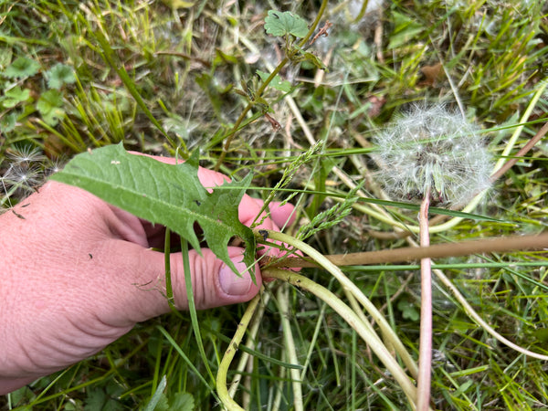 mature dandelion