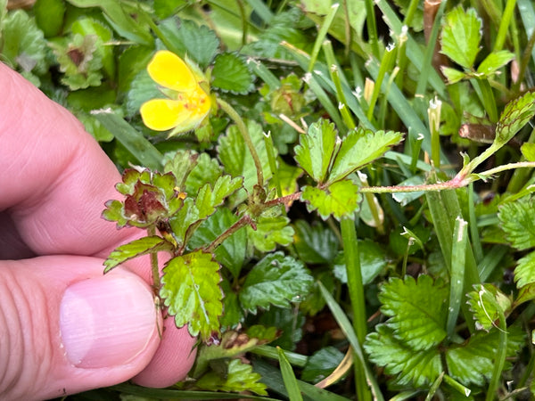 potentilla