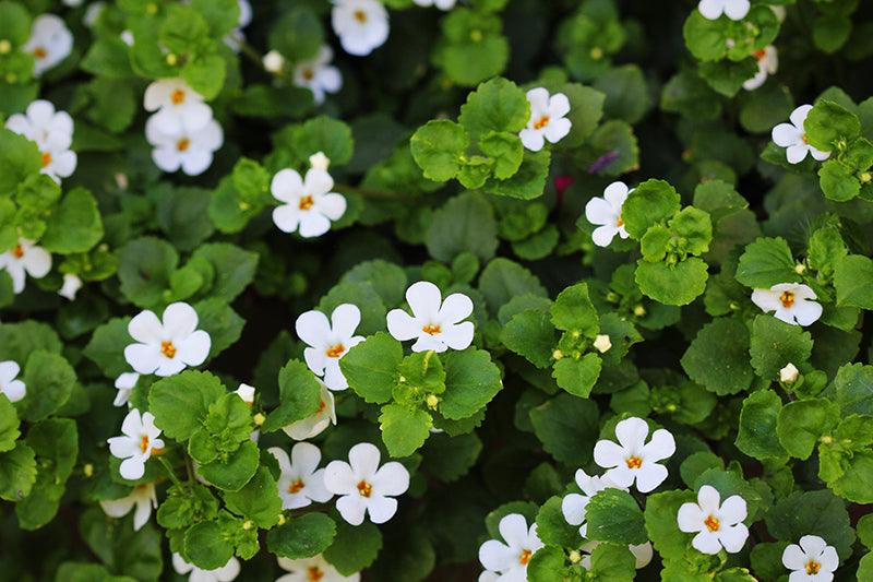 Ingredient Bacopa Monnieri