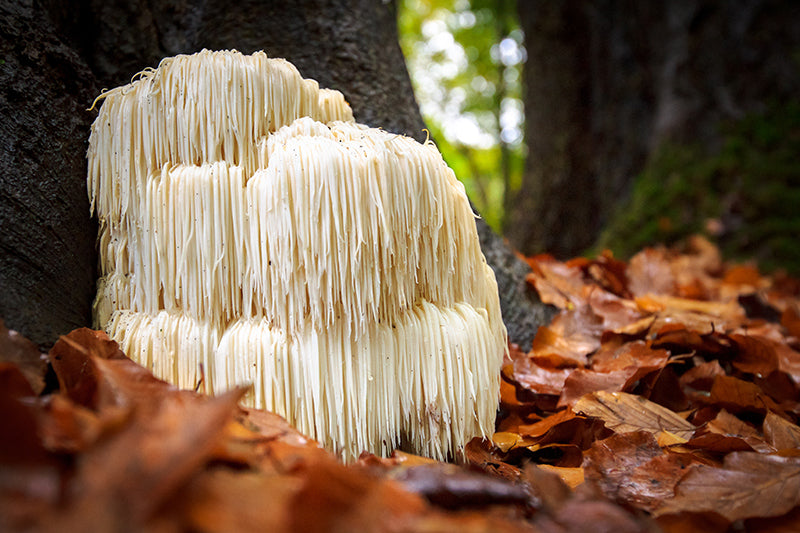 Ingredient Lions Mane Mushroom